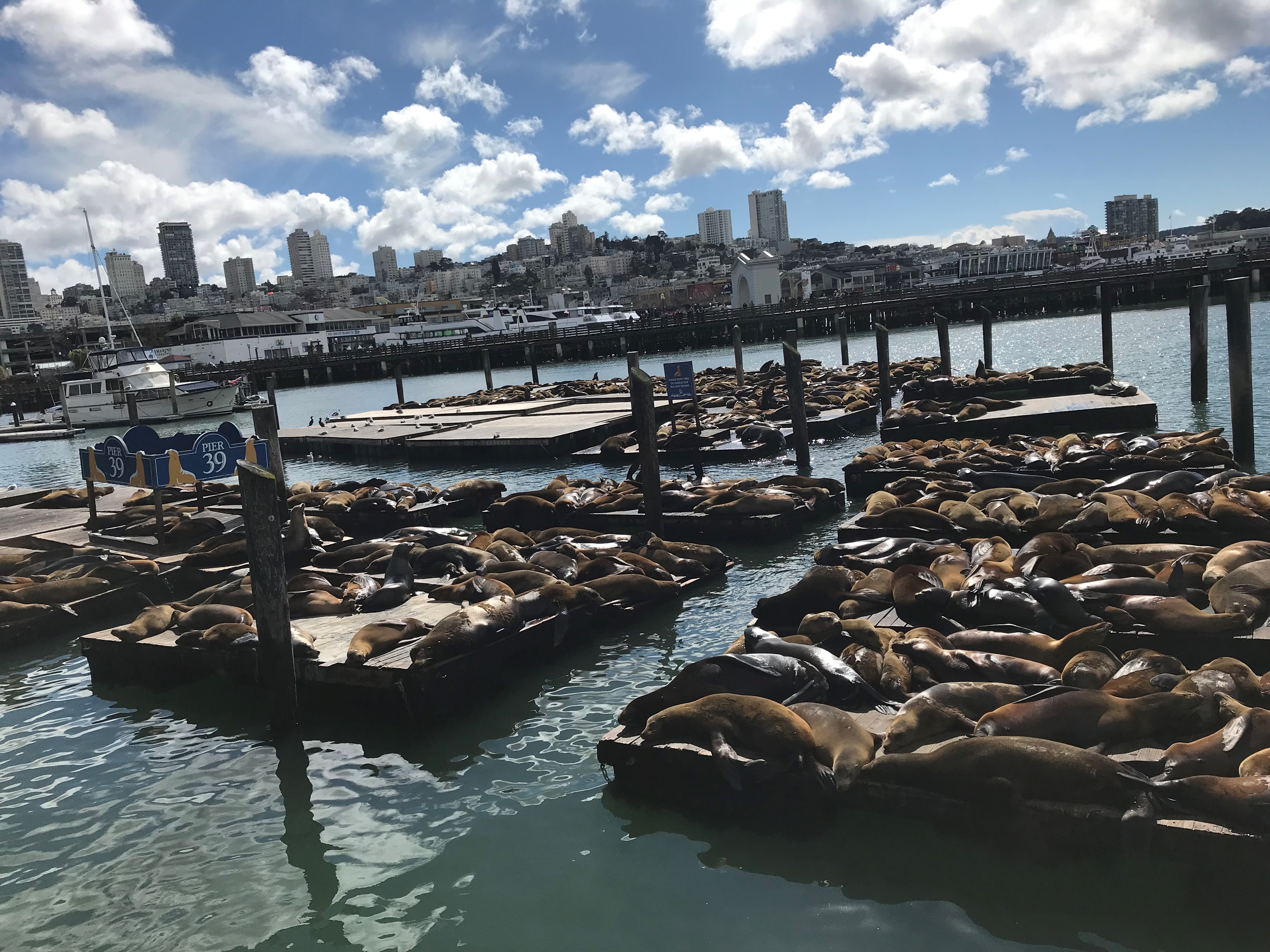Pier 39 - lots of seal