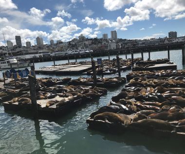 Pier 39 - lots of seal